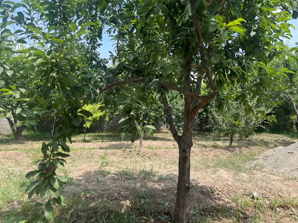 باغ میوه