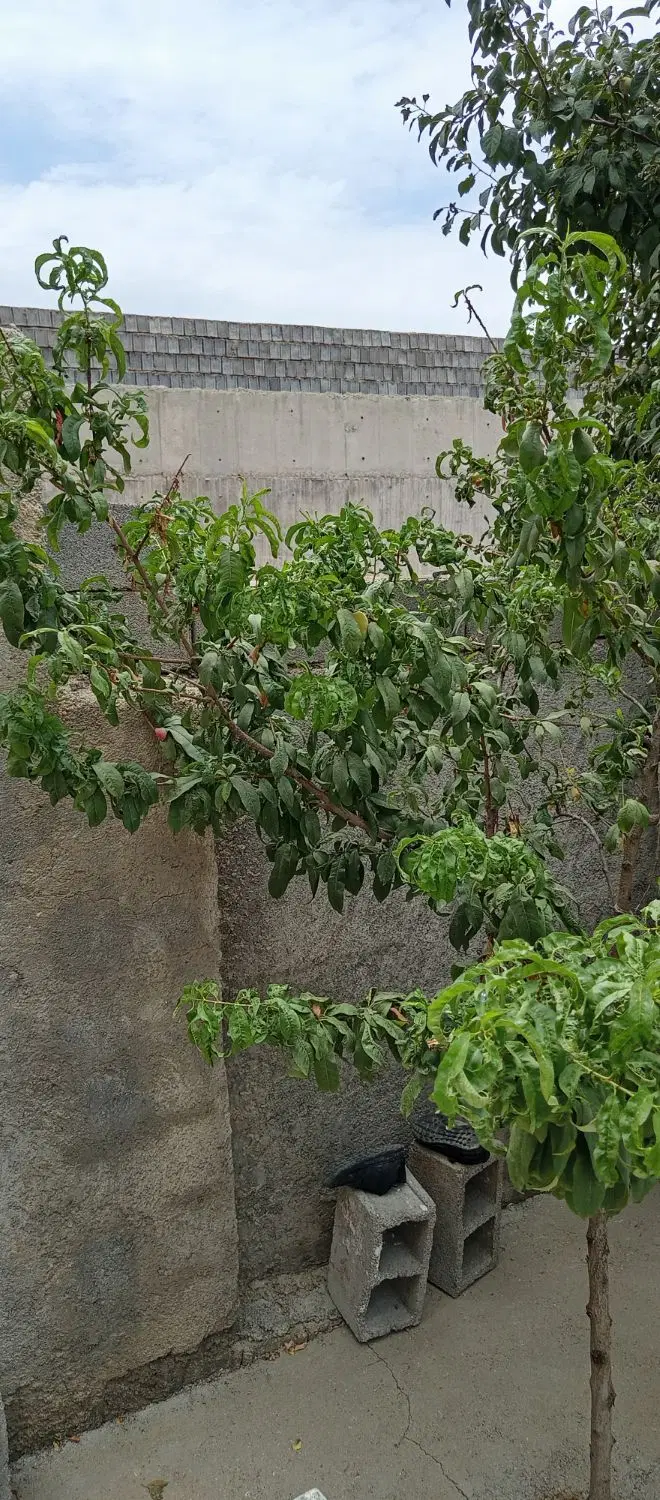 زمین سروک