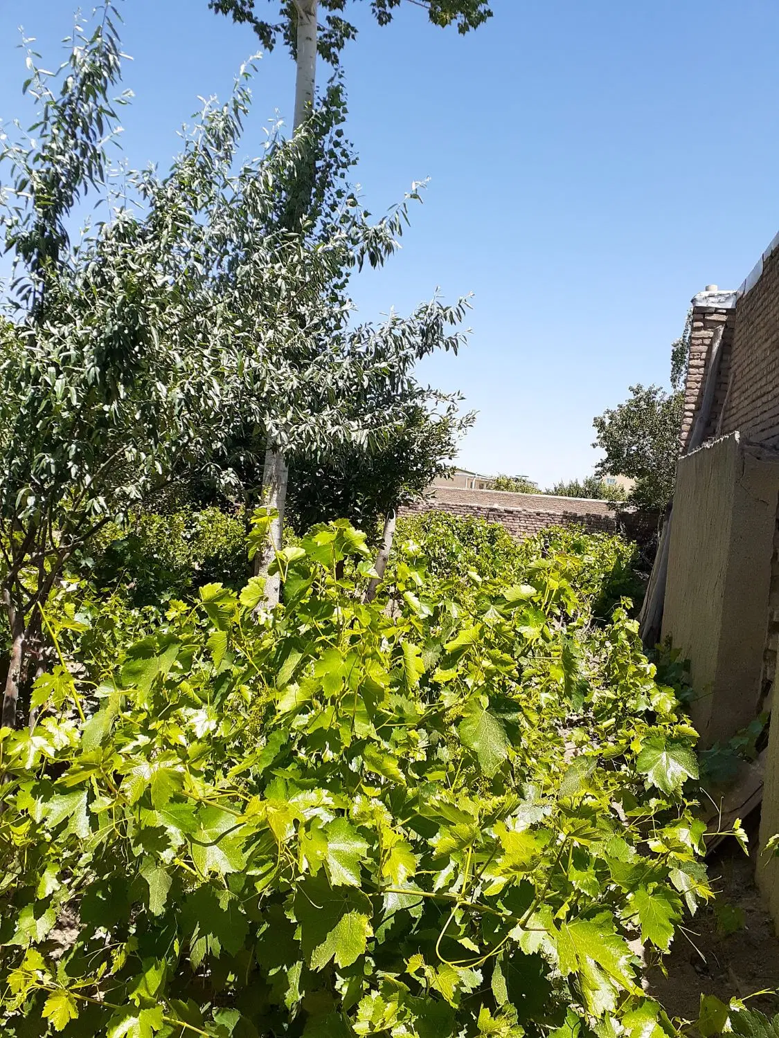 فروش باغ انگور