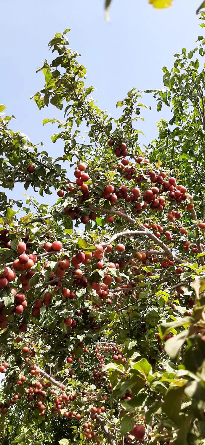 فروش زمین زراعی_ کشاورزی