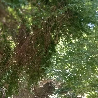 دو هکتار دسکنه نخود اتوام