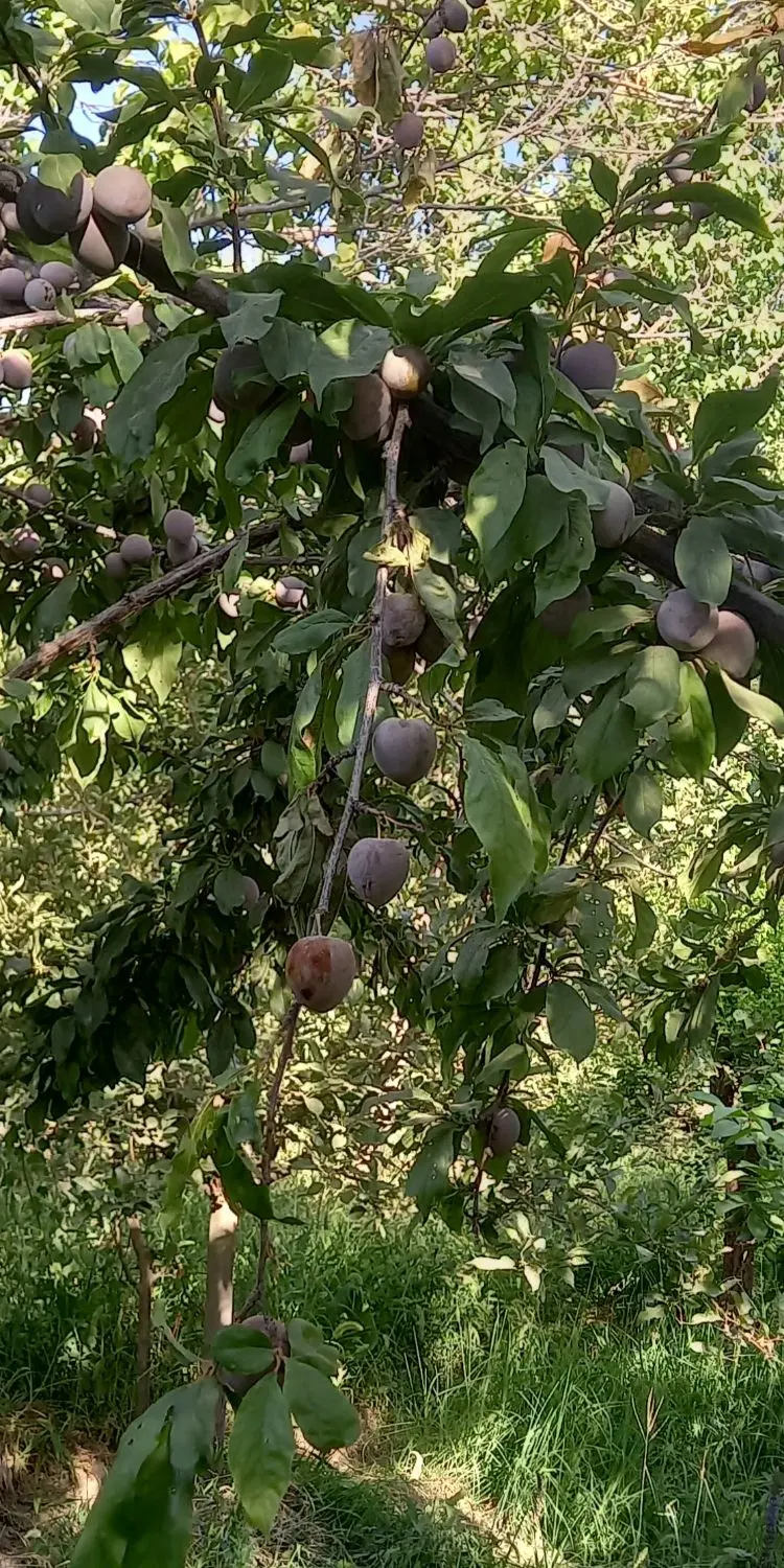 باغ ۱۰۰۰ متری کلا زردآلو