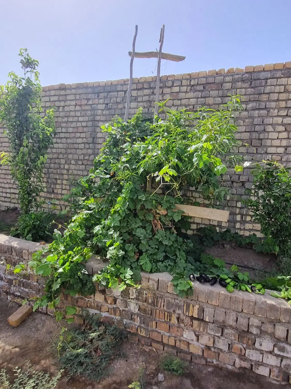 باغچه چهار دیواری