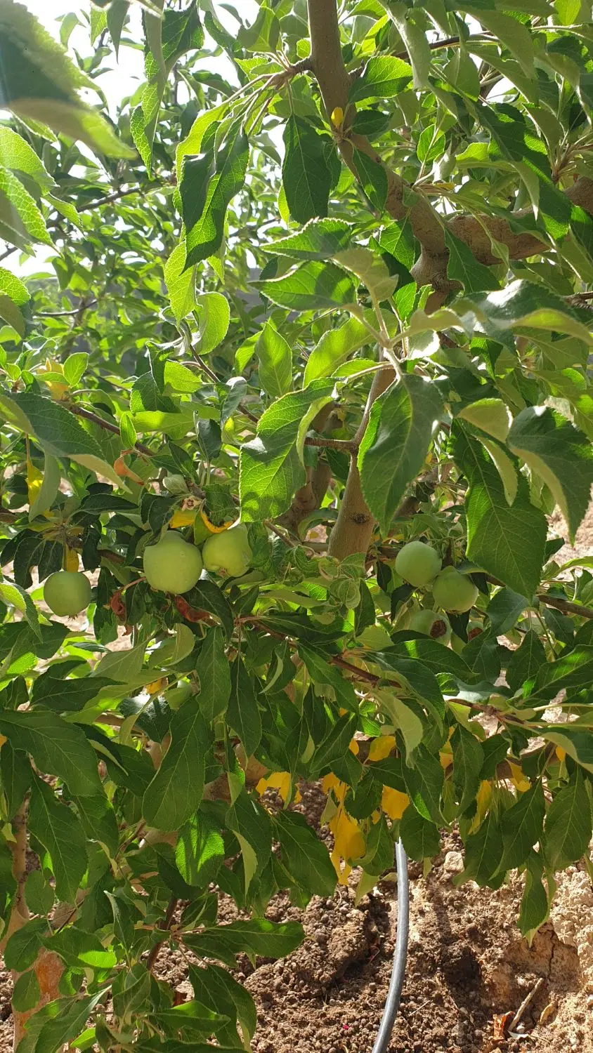 باغ شهری حسین آبادخانزنیان سندتک برگ(آب،برق و گاز)