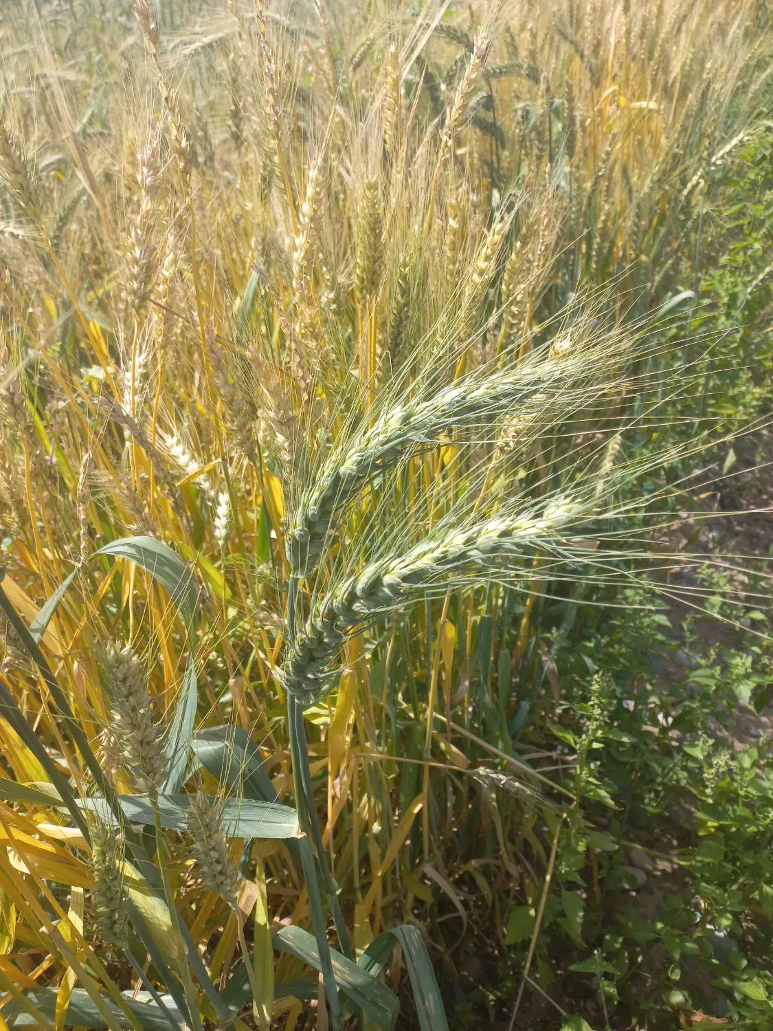 زمین  کشاورزی