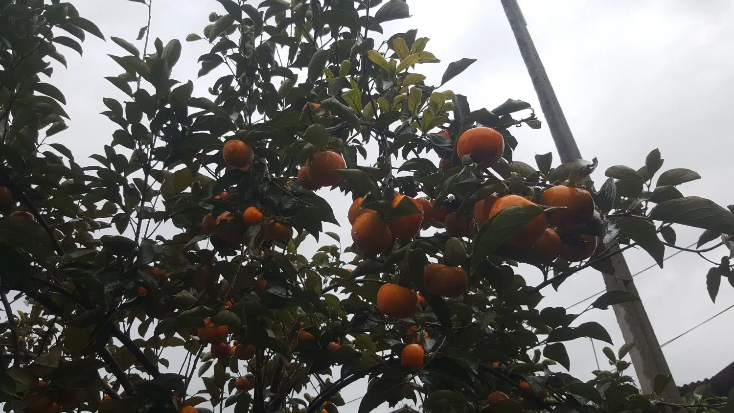 ۳۰۰ متر زمین شیرگاه روستای چهره