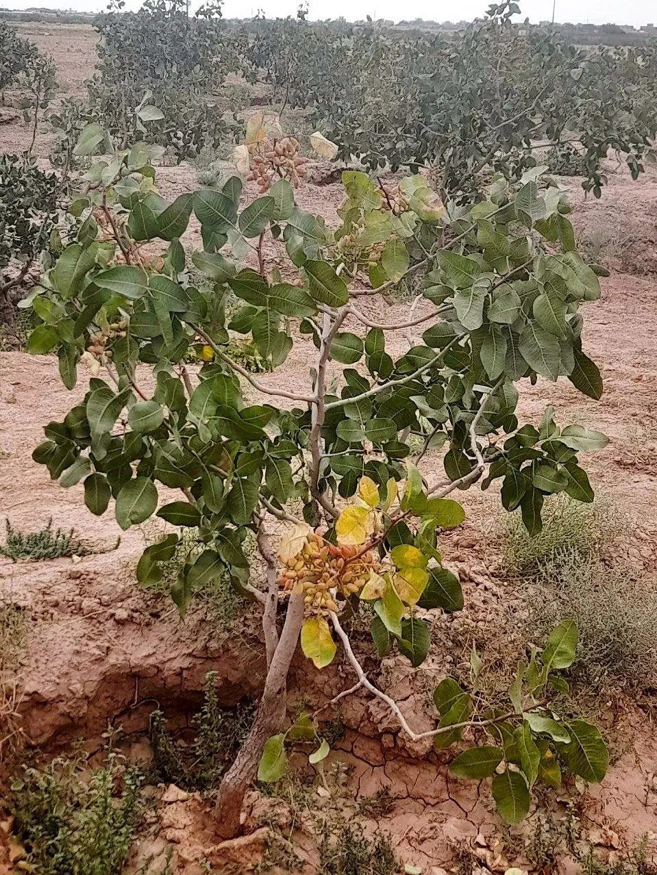 باغ
