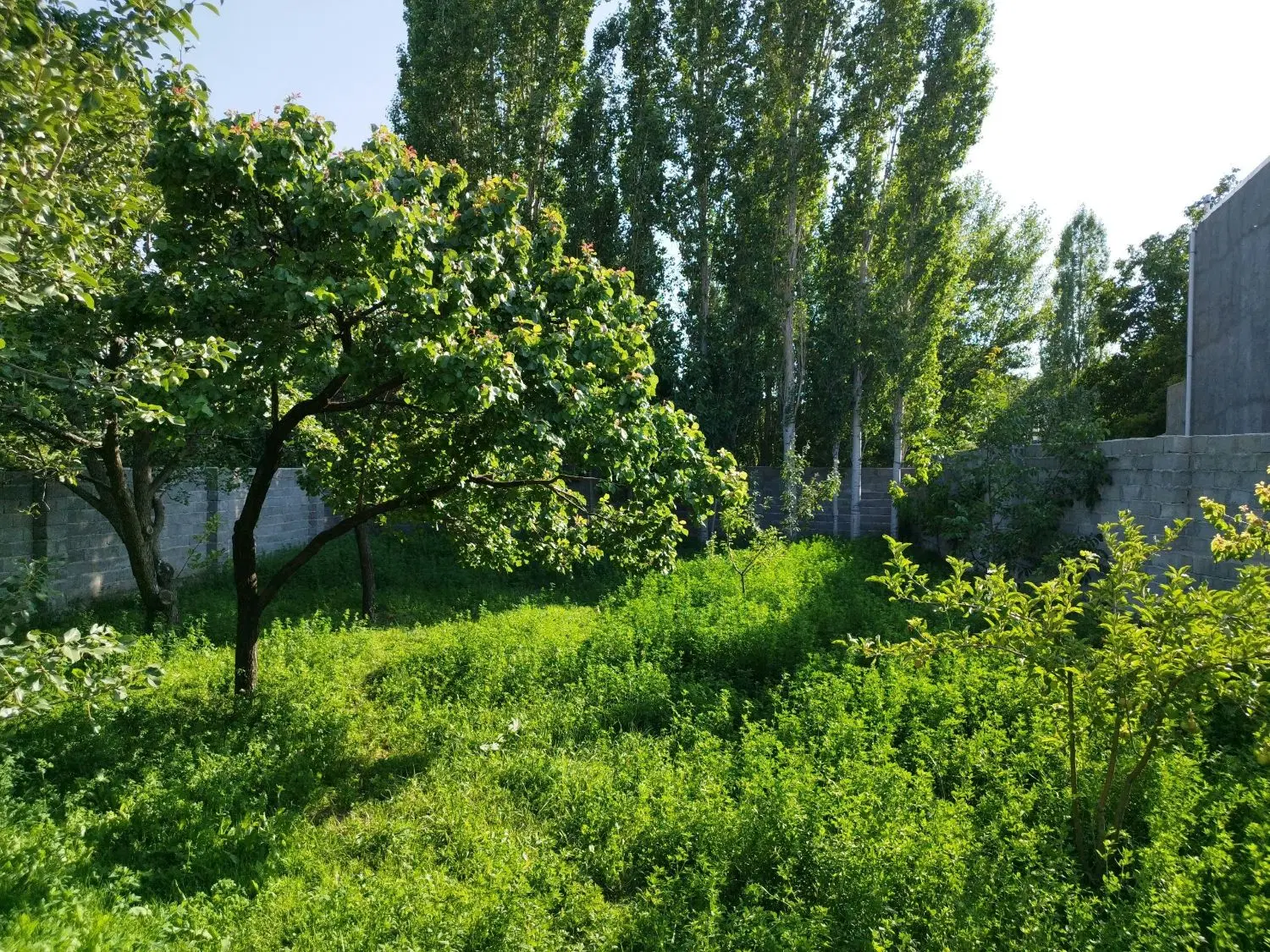 فروش زمین با درختان میوه (عنبران  نمین)