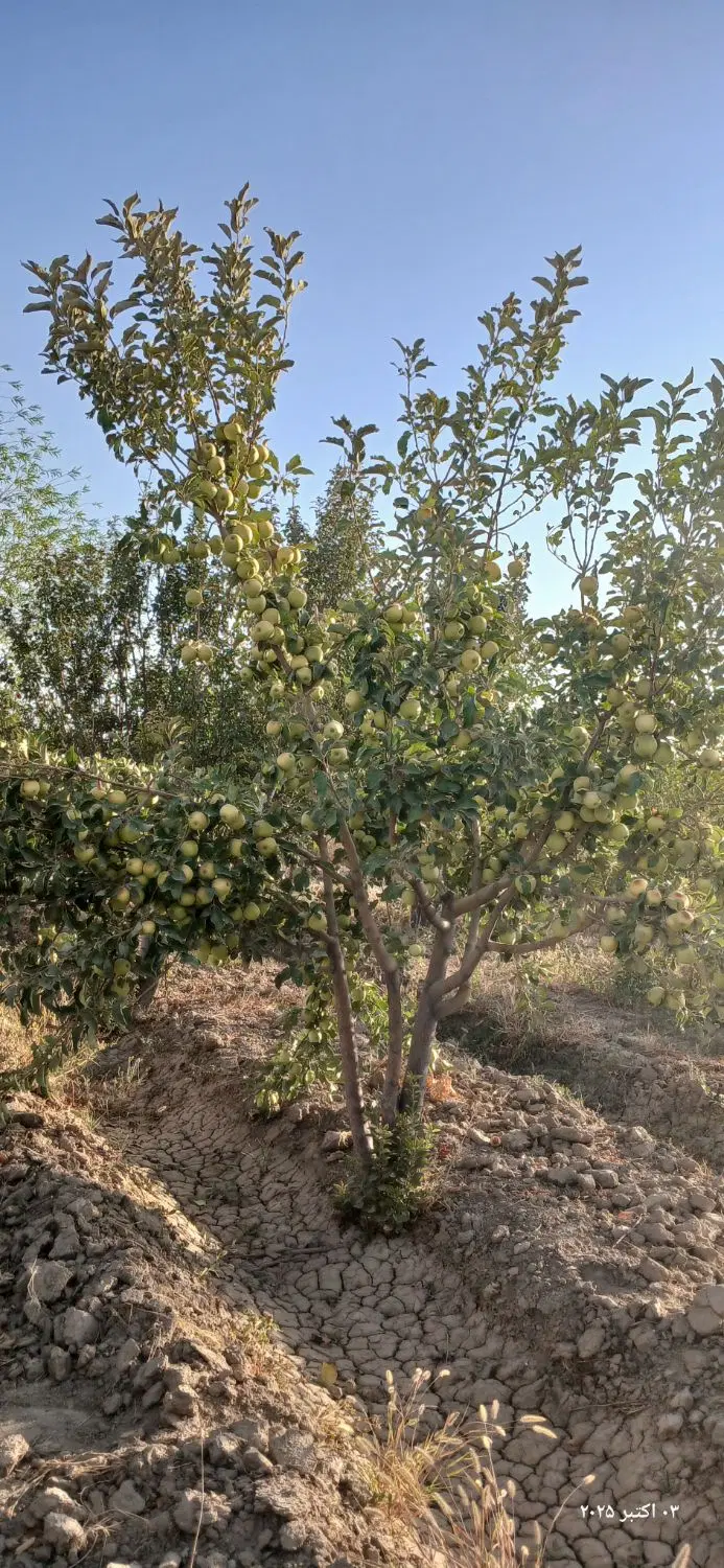 باغ۱۰۰۰متری کریم آباد