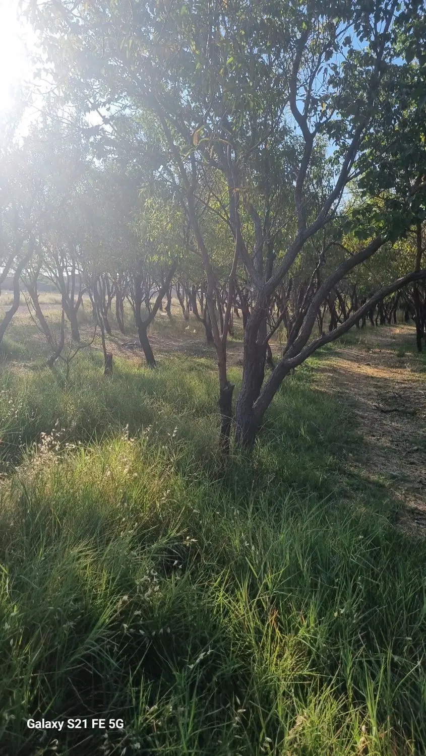 زمین وباغ بادام روستای گستوییه