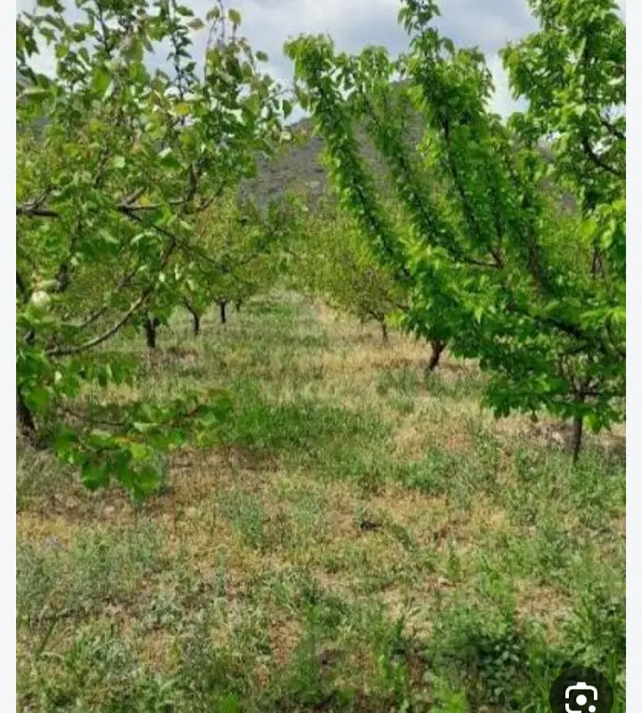 باغ در روستای درویش کندی به فروش می‌رسد