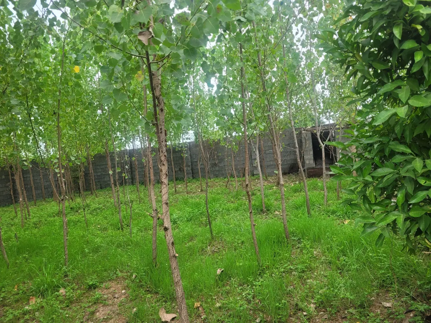 زمین سند دار مسکونی منطقه آزاد انزلی