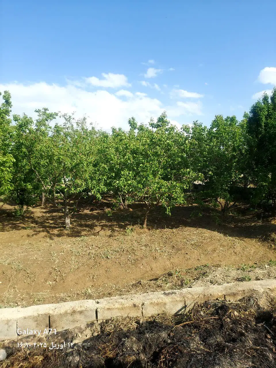 زمین داخل بافت مارلیک