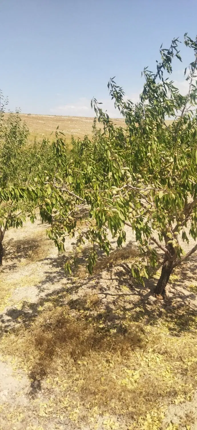یک قطعه زمین در روستای انرجان