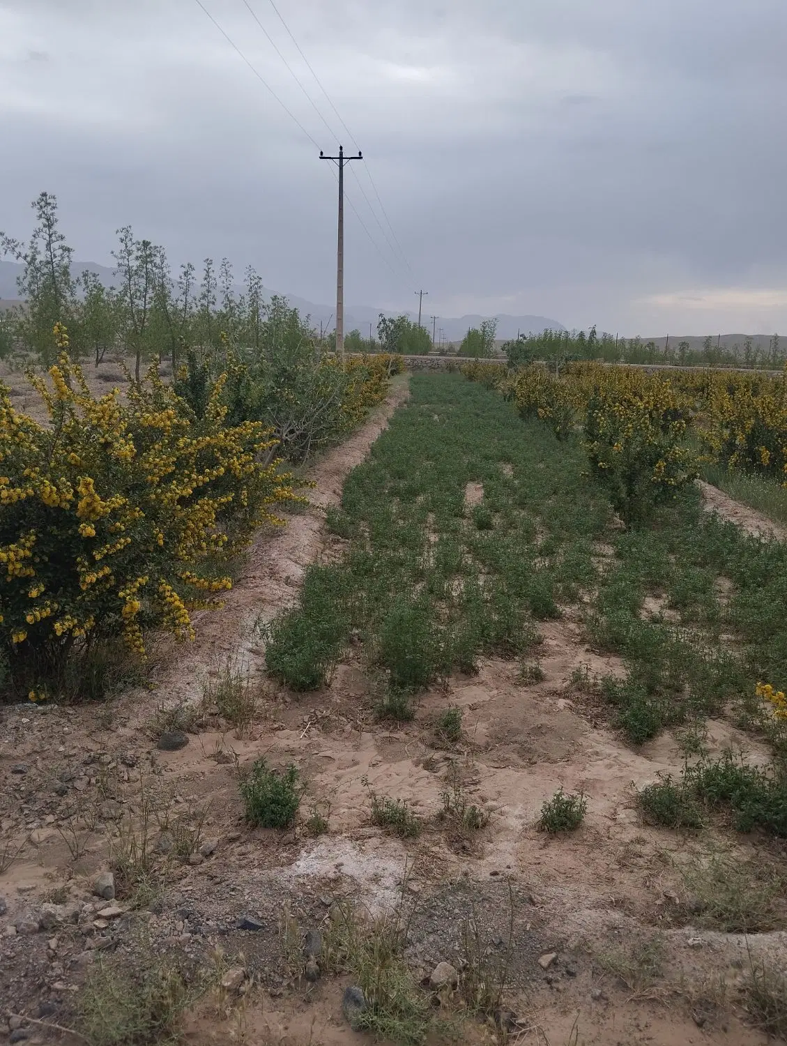 زمین کشاورزی دشت بجد