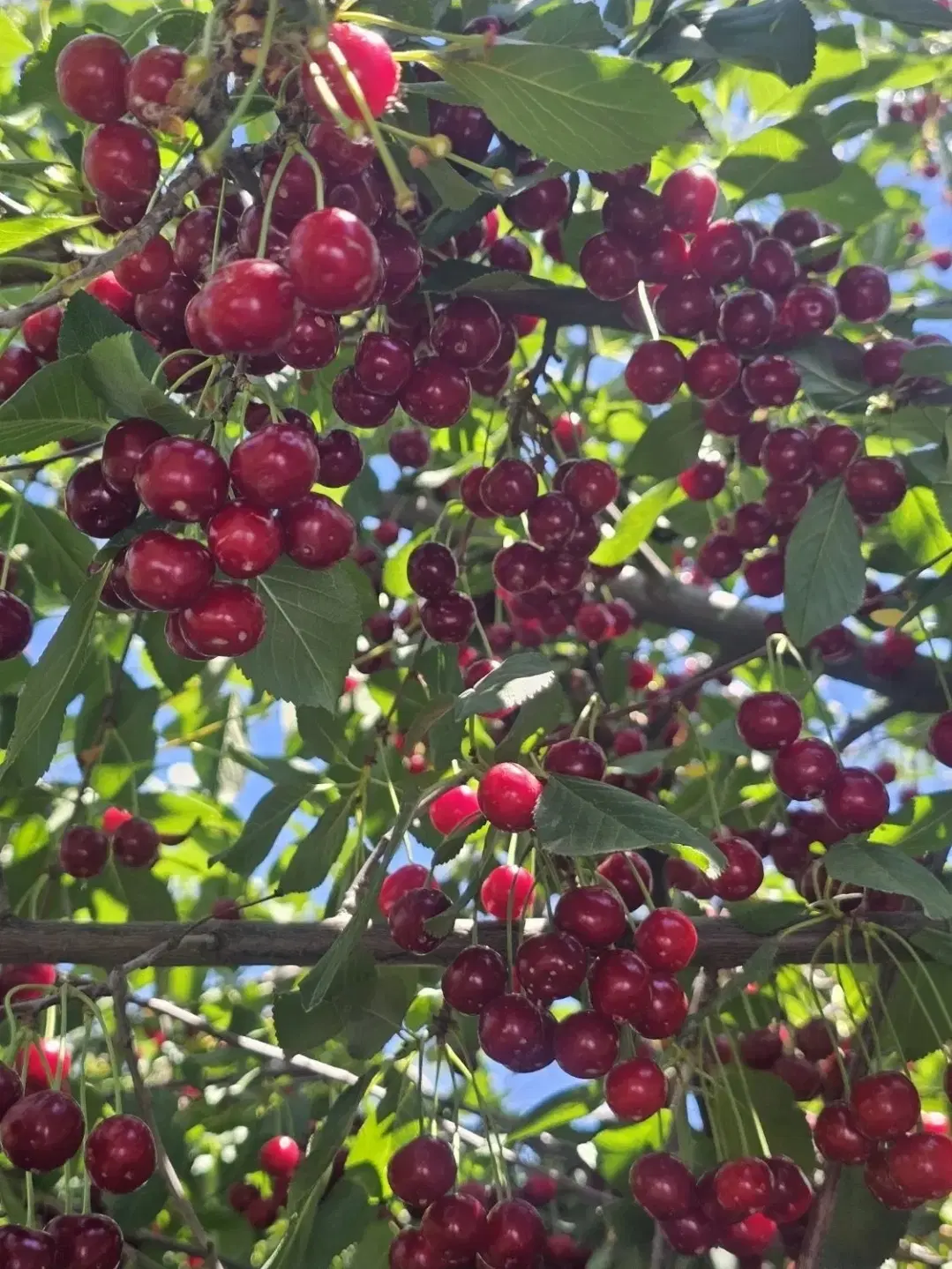 زمین ۲۰۰ متری مسکونی درقلب گلمکان
