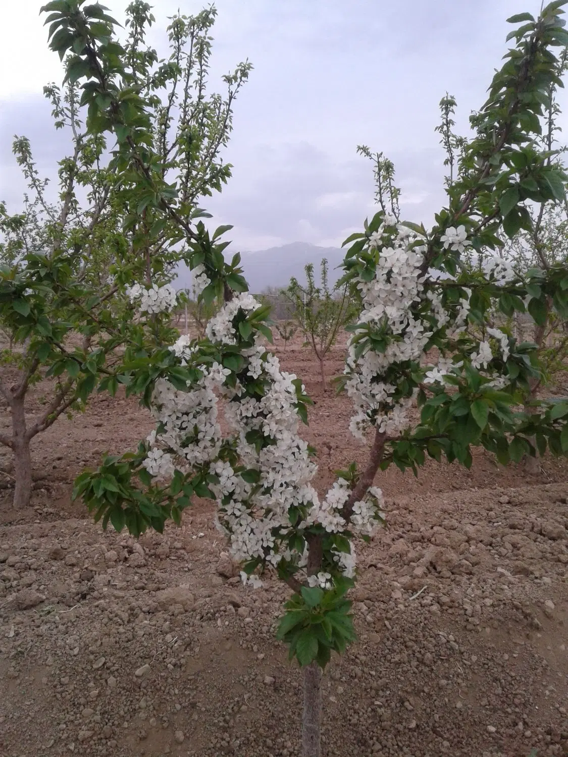 فروشی باغ در بسطام