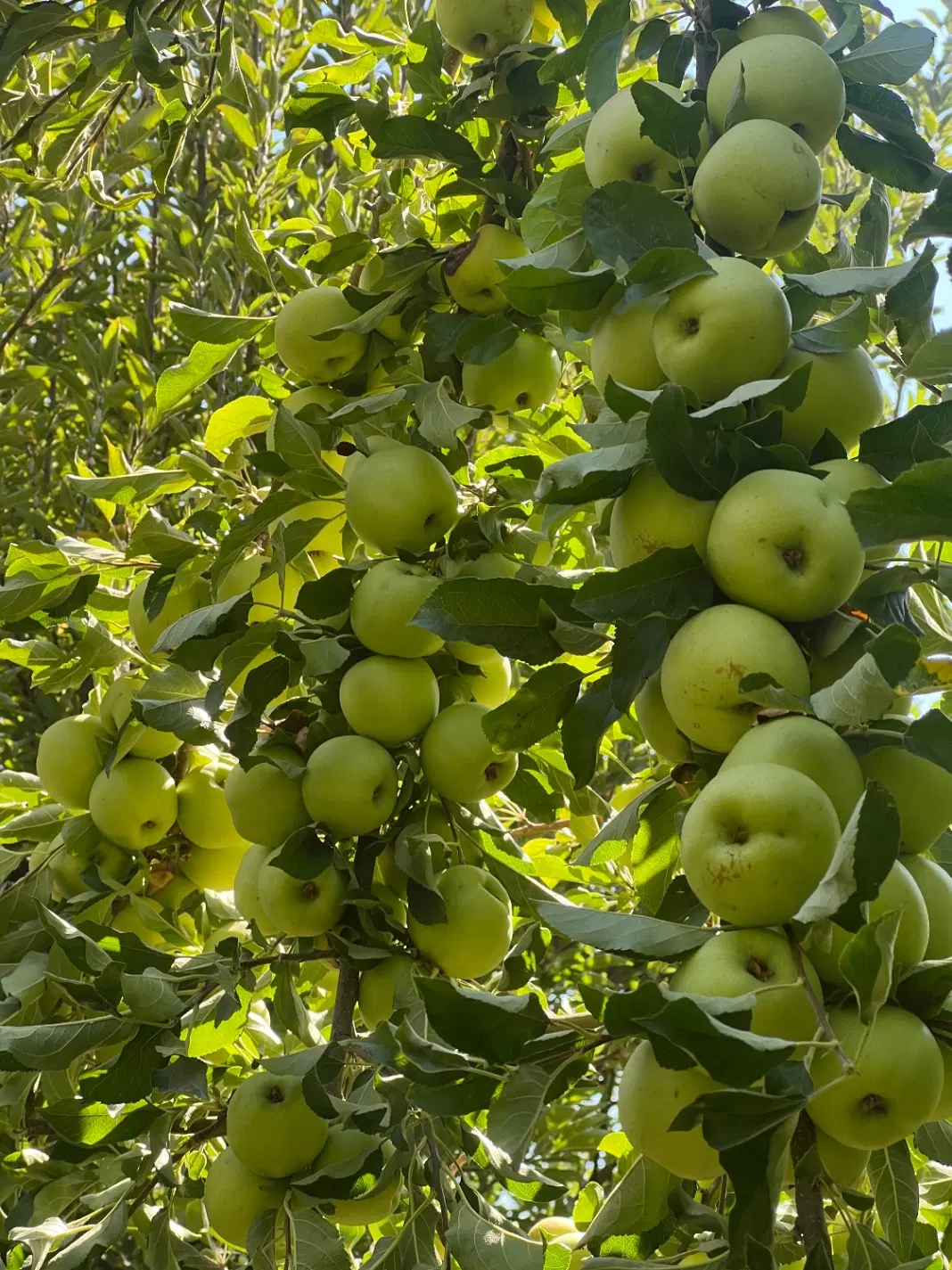 اجاره ثمر_فروش باغ