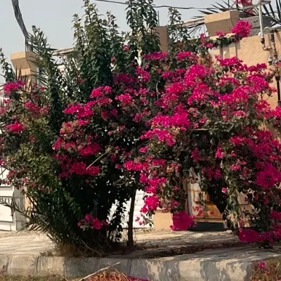 فروش زمین ۳۵۰ متری با اتاق و کارگاه نزدیک بلوار