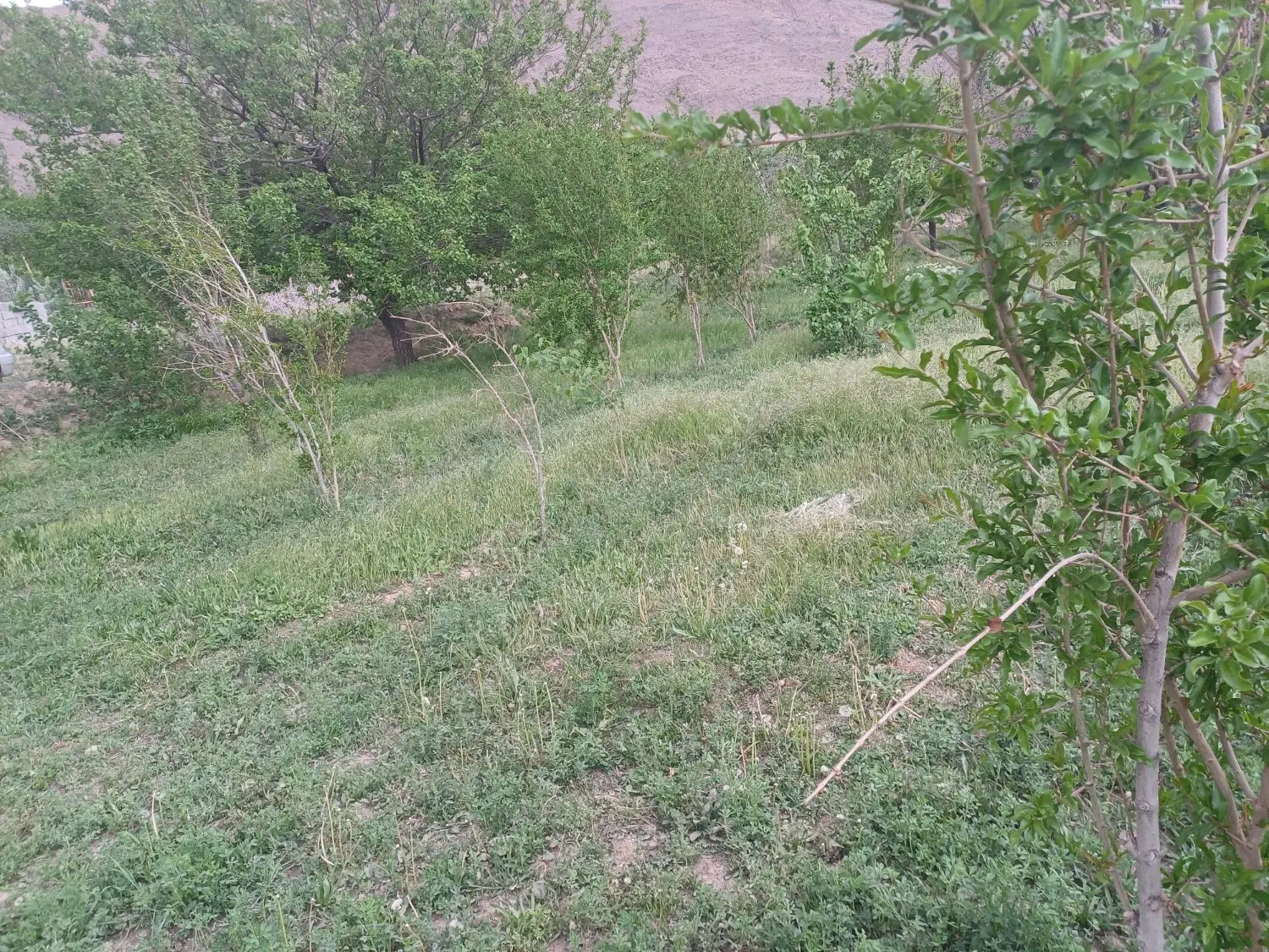 زمین فروشی سیرچ