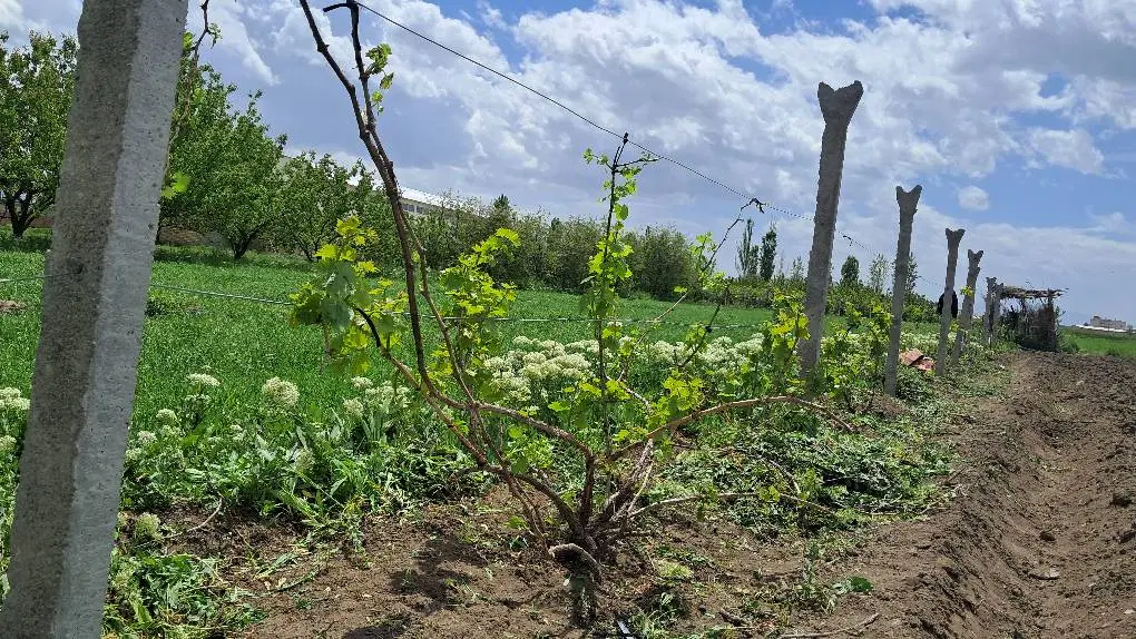 زمین مناسب برای ویلا سازی