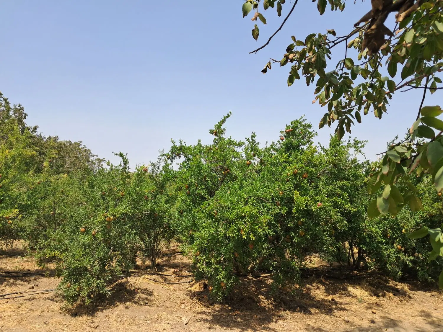 فروش باغ انار با یک ساعت آب
