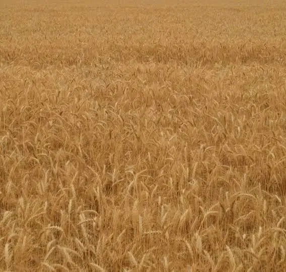 زمین کشاورزی واقع دراتوبان شیراز-اصفهان