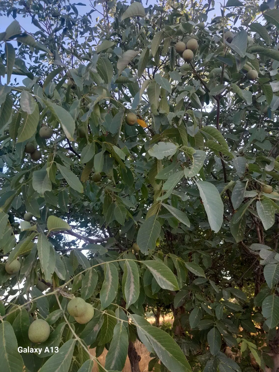 زمین کشاورزی آبرومند