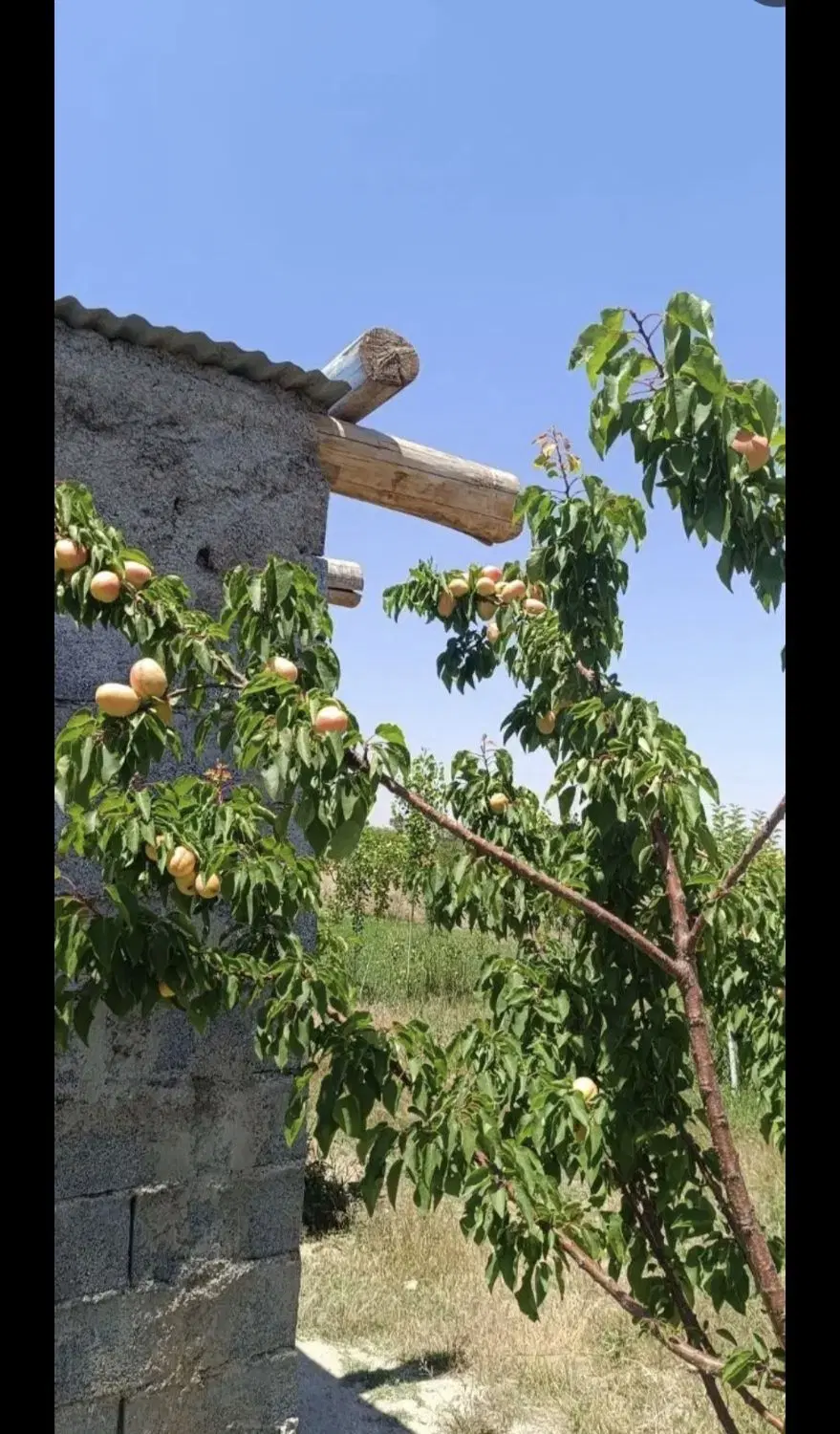 یک باغ نزدیک زنجان با درختان بار ده