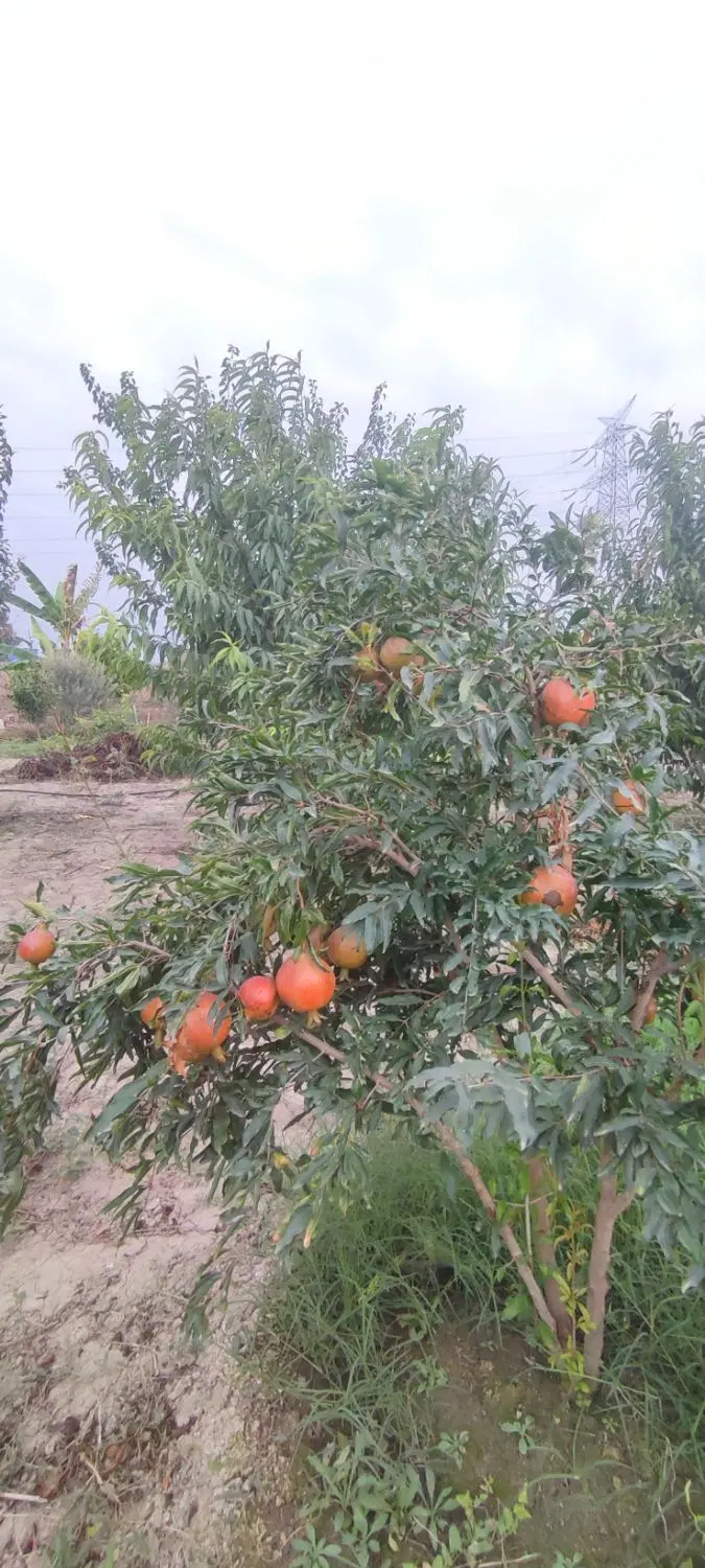 باغ