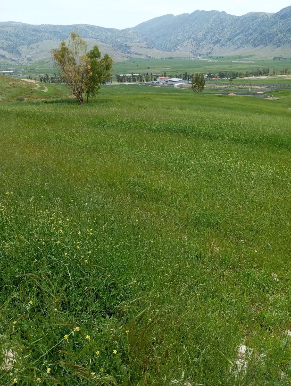 زمین کشاورزی اینده دارع پشت نمایندگی گل شکوه