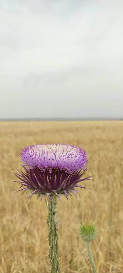 اجاره زمین کشاورزی ابی