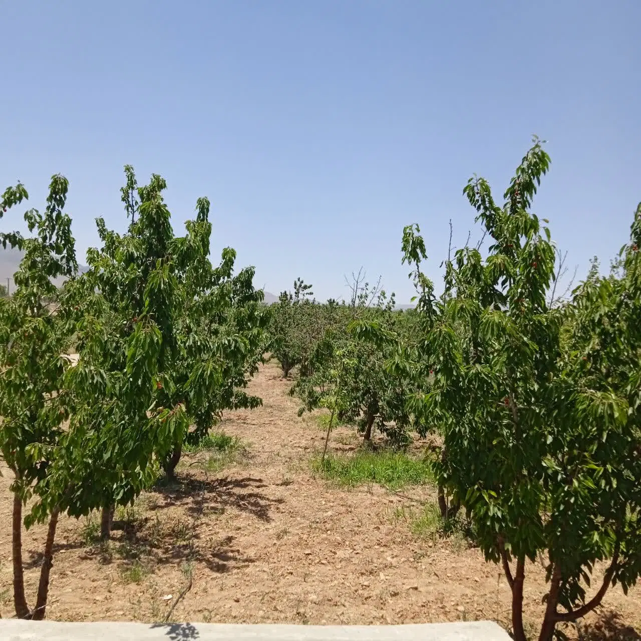 فروش باغ در باغ بهادران