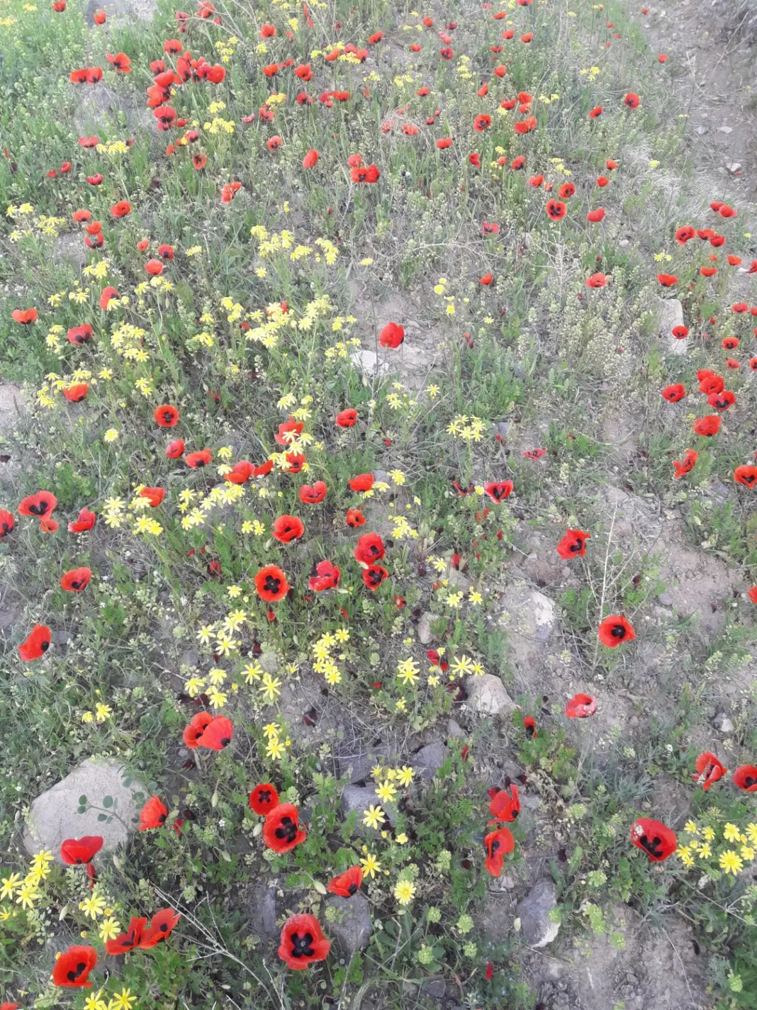 زمین‌کشاورزی
