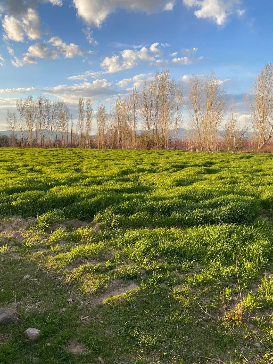 زمین در روستای بیجق