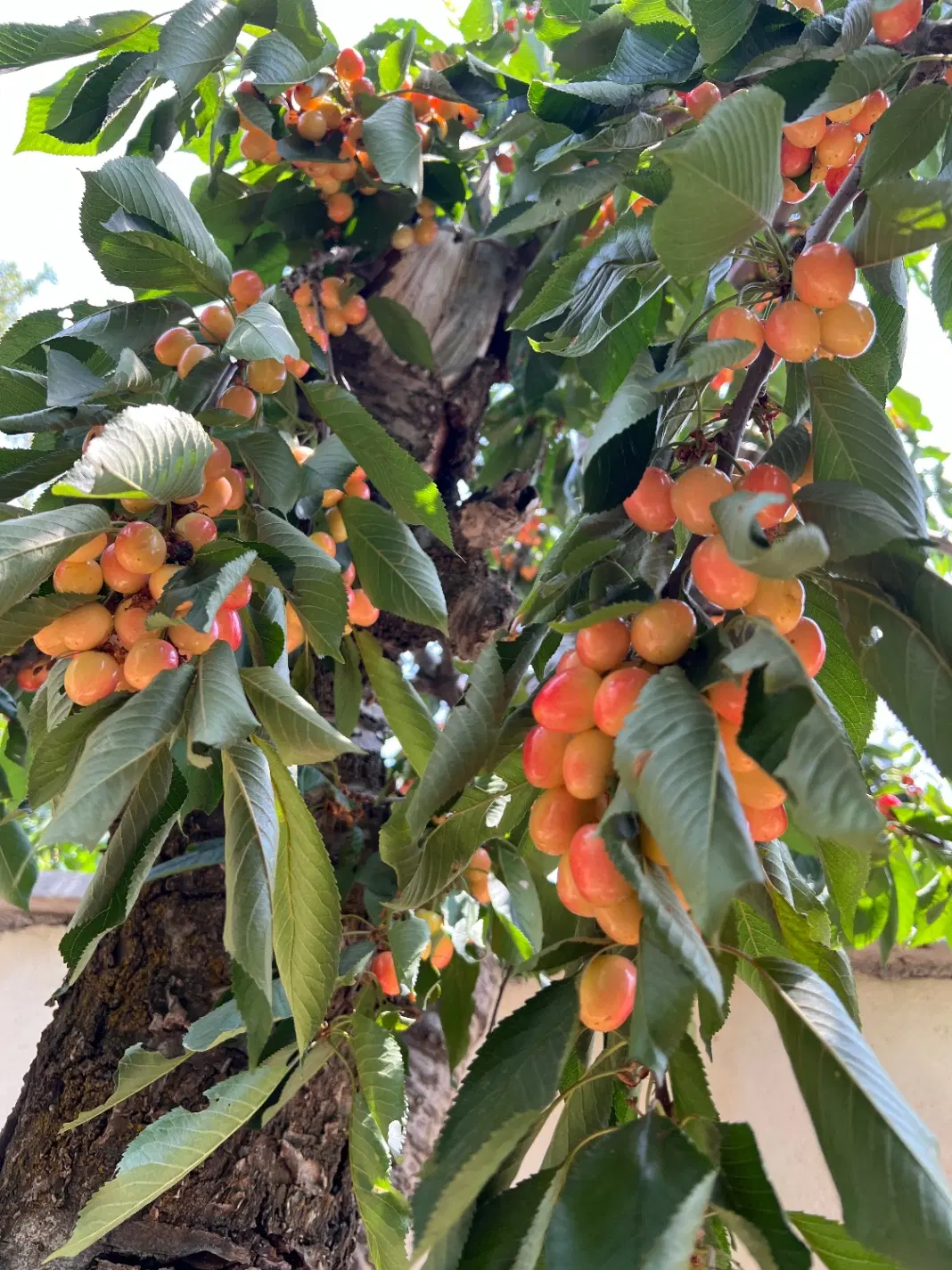 باغ گیلاس امامه