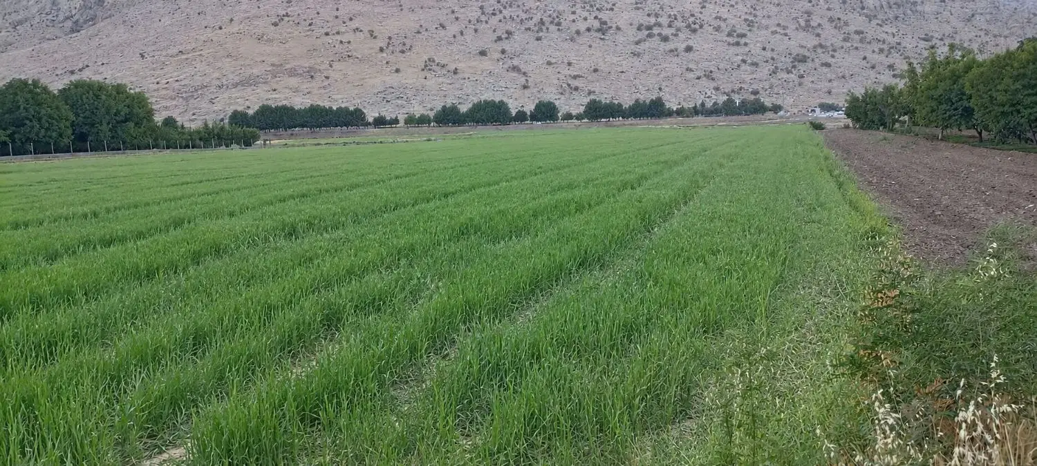 فروش زمین کشاورزی