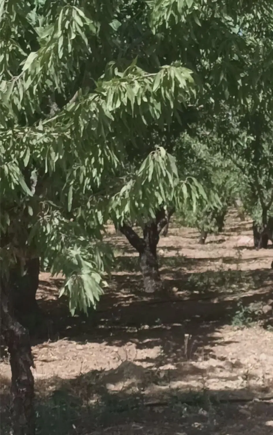 طرح عمان ۲ جریبی بادام