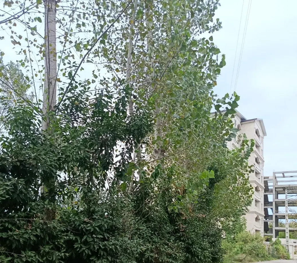 مشارکت در ساخت زمین فردوسی غربی ک آفتاب. ۵۰۰ متر
