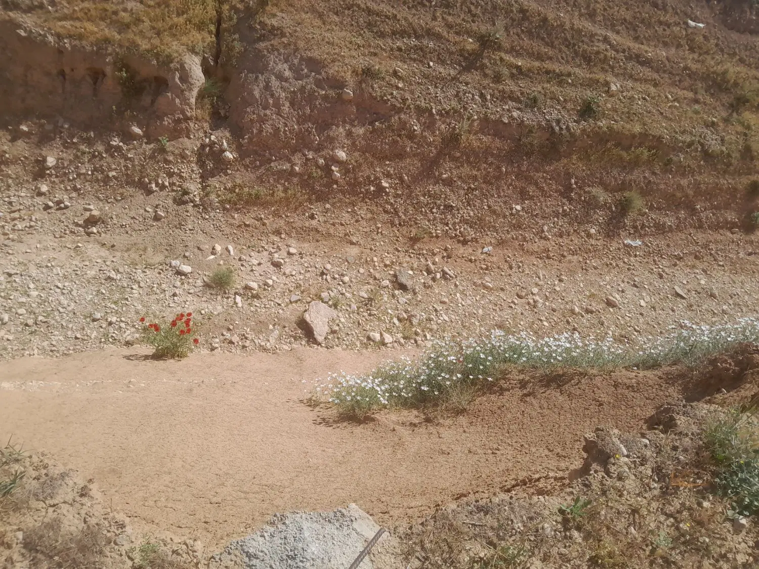 زمین