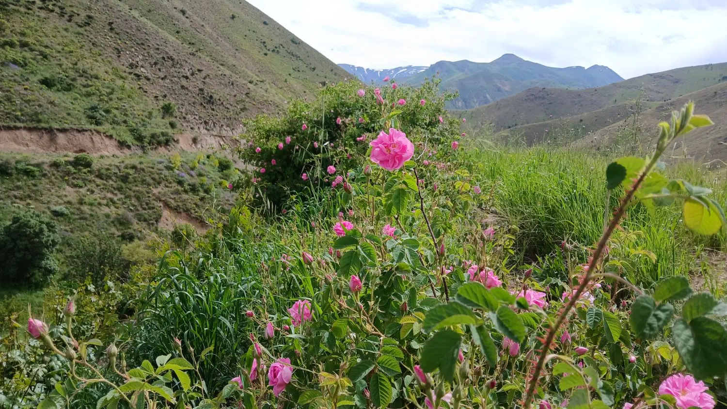 باغ و زمین کشاورزی