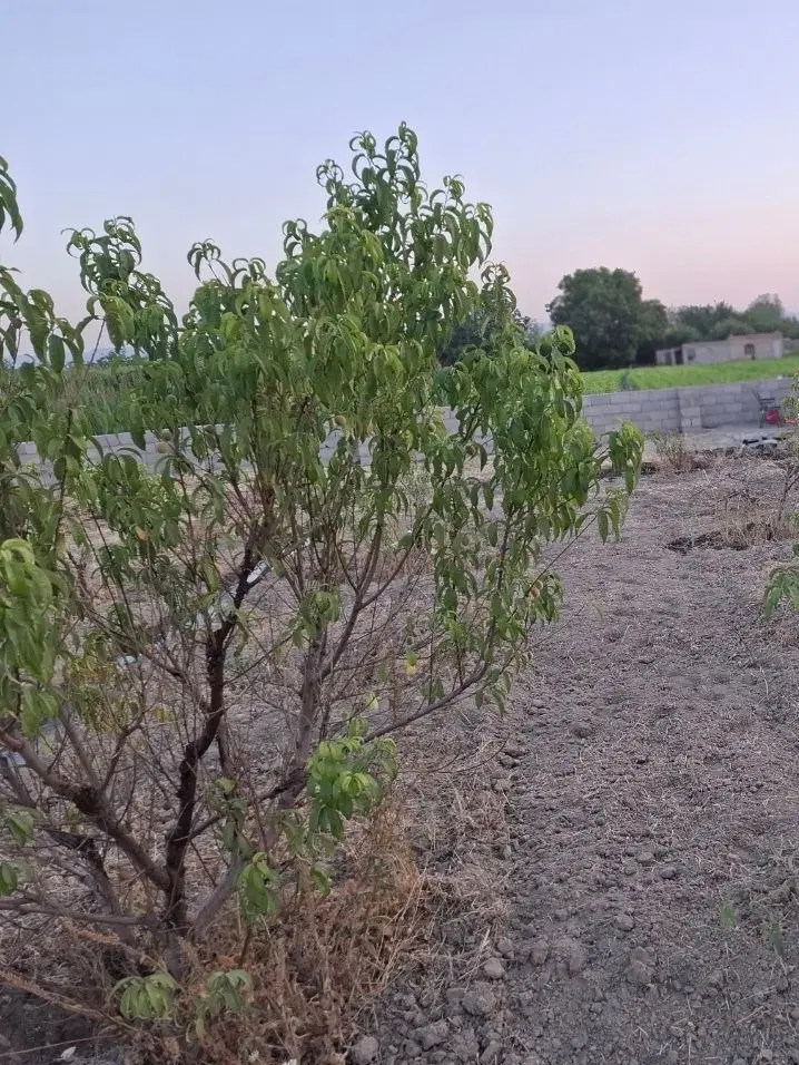 زمین ویلایی امامزاده ایگدیر