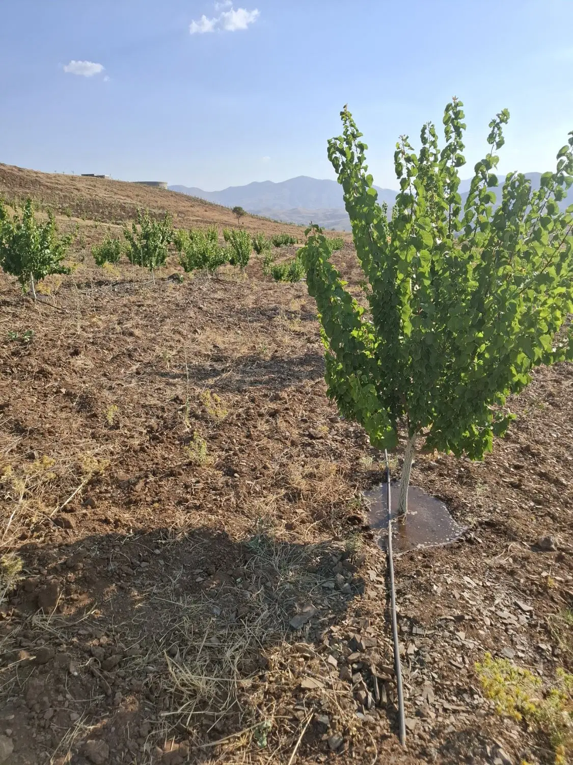 زمین کشاورزی