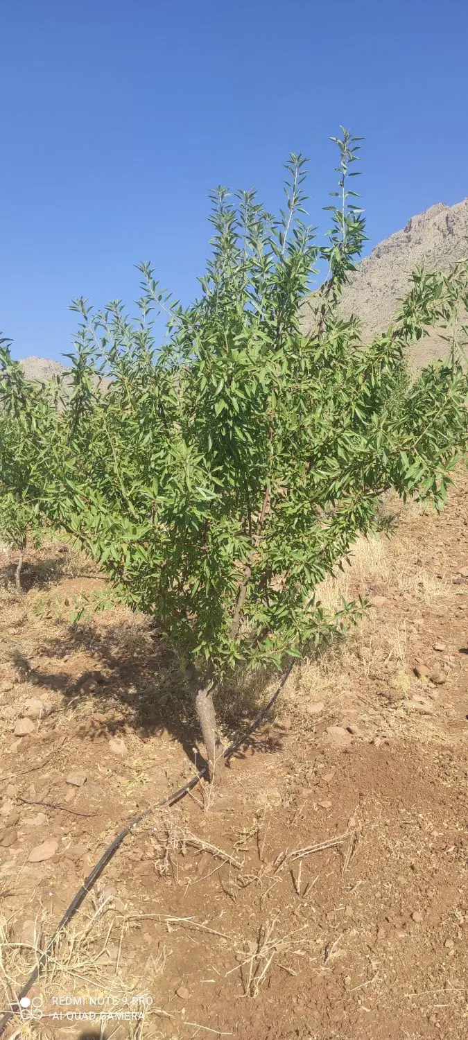 باغ بادام