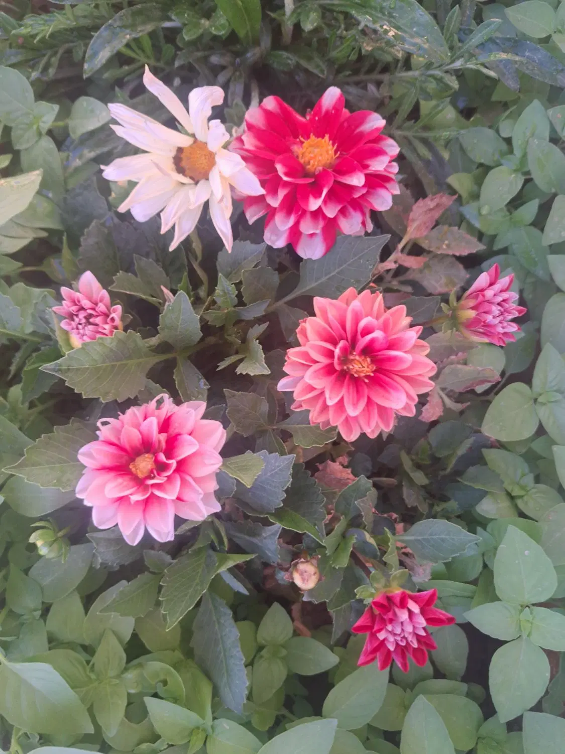 باغ انار