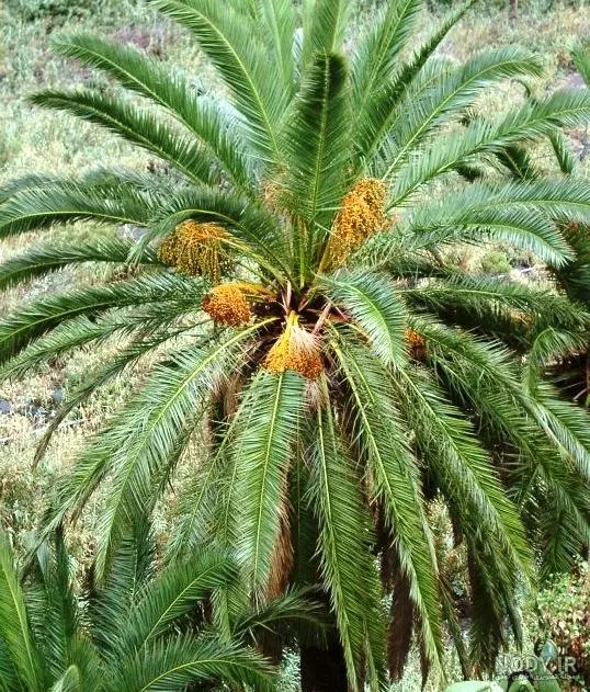 زمین کشاورزی