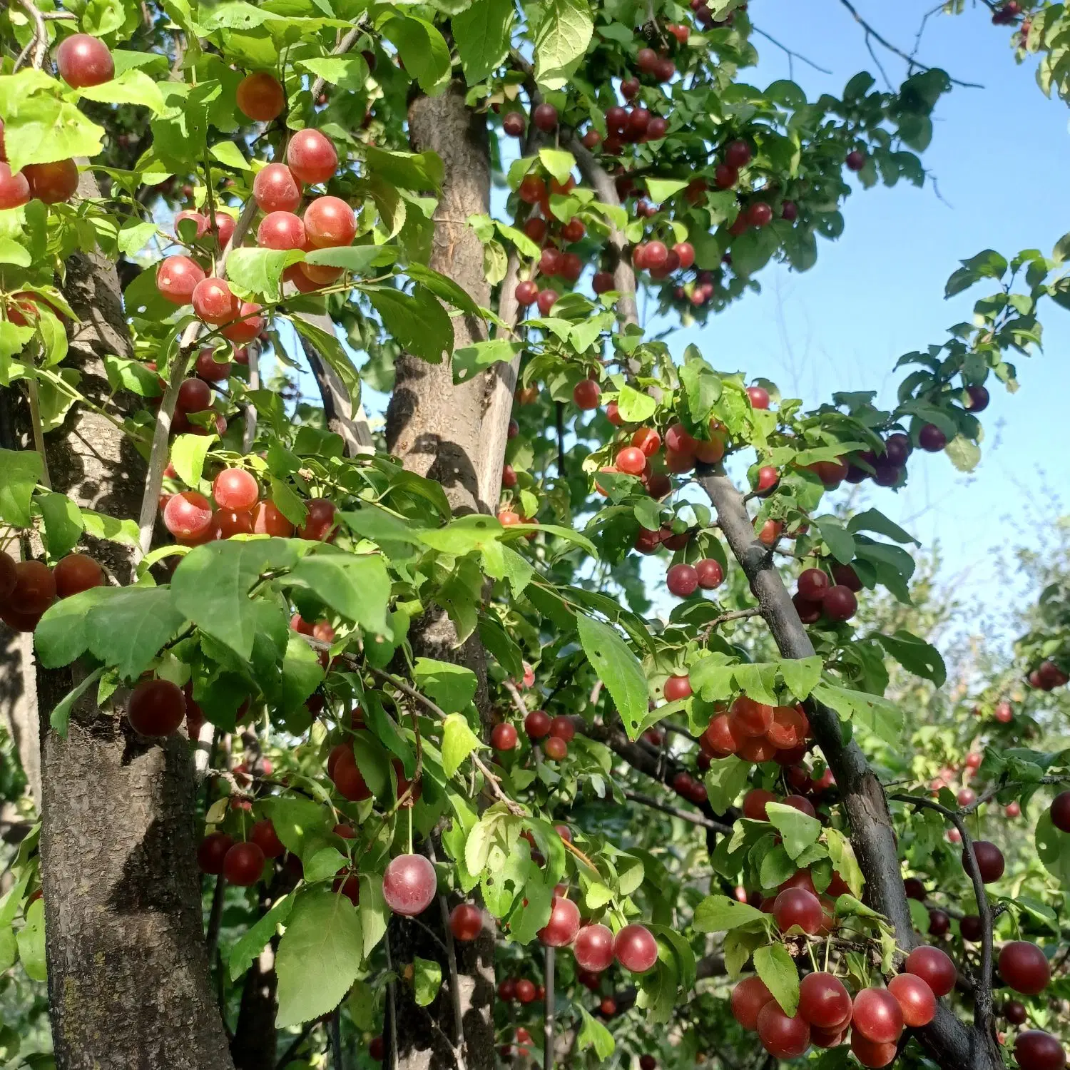 زمین ویلایی
