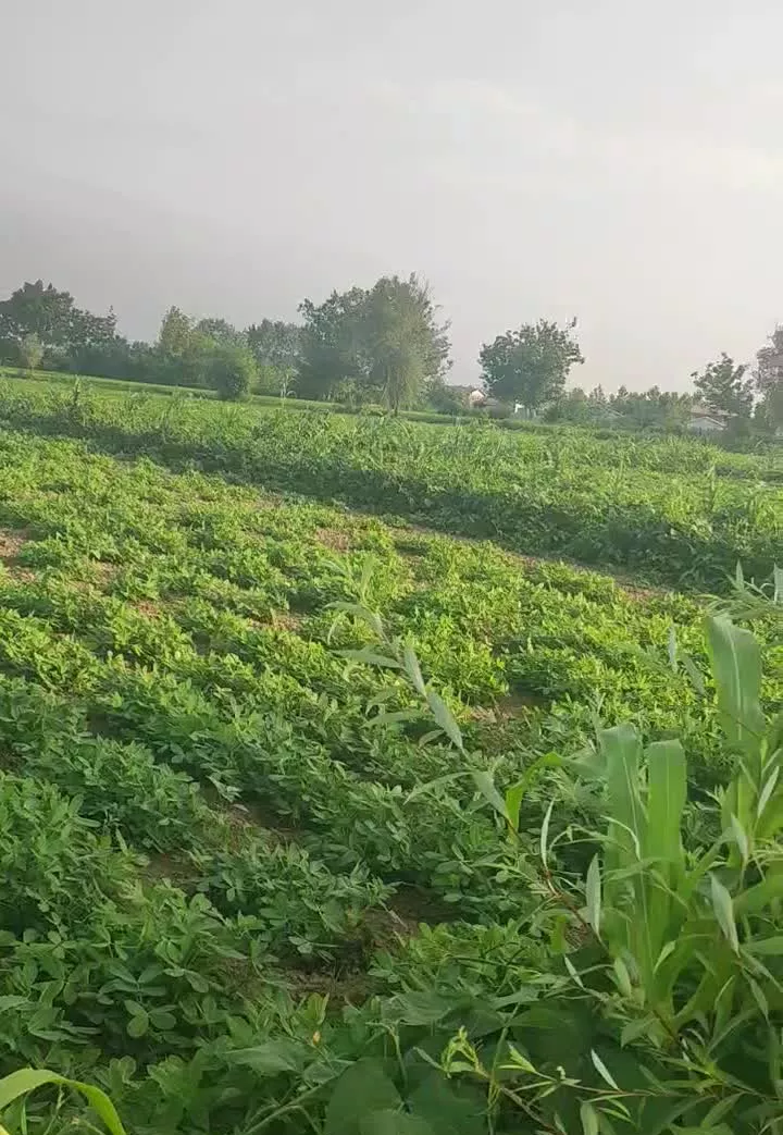 زمین باغی