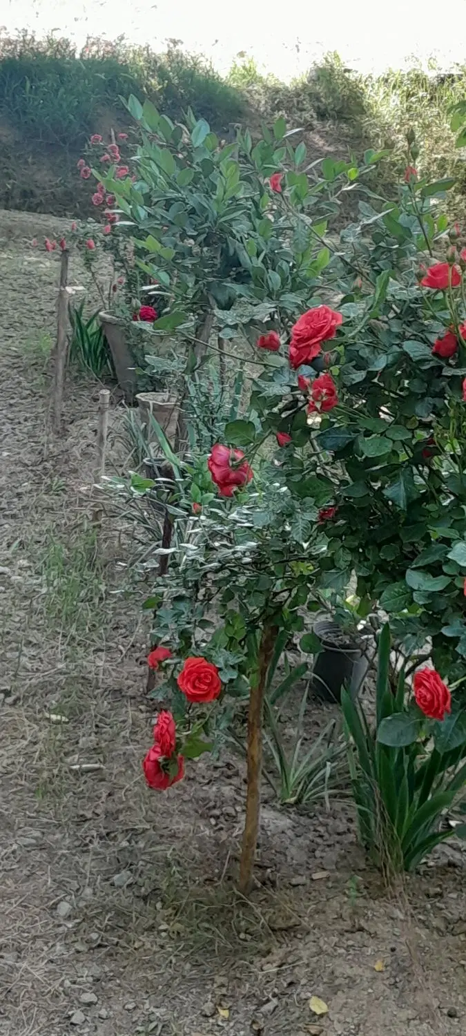 زمین کشاورزی مبارک اباد