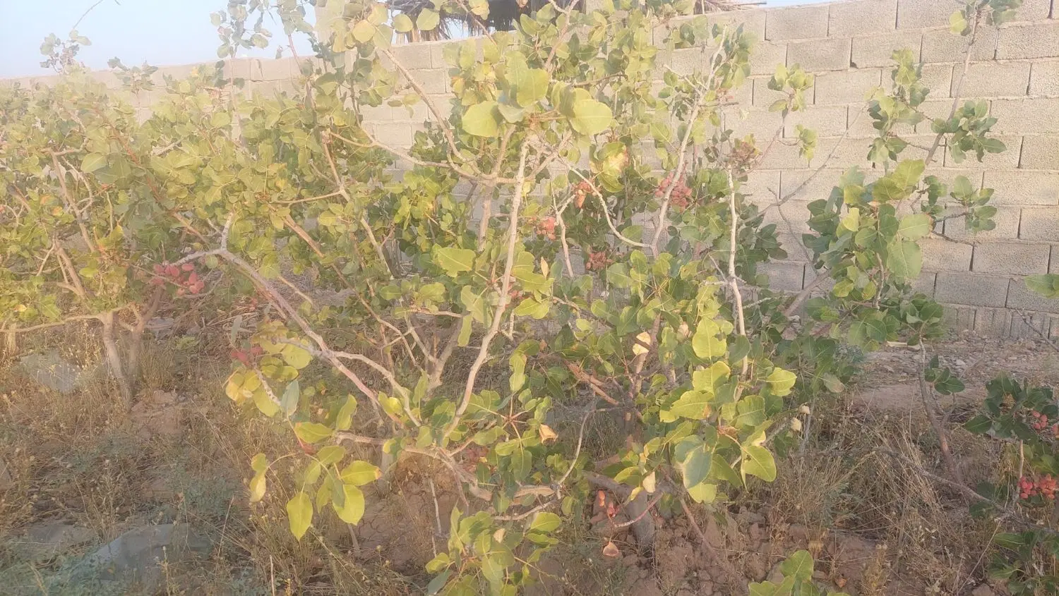 زمین کشاورزی پسته ای در هفت باغ